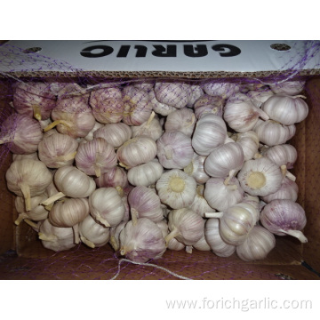 Best Quality Of Jinxiang Normal White Garlic 2019